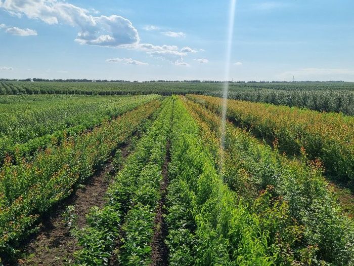 Саженцы плодовых Яблоню Груша Персик Черешня Вишня,Колоновидные, є все