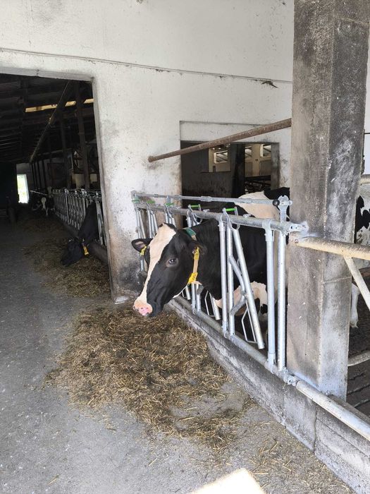 Agrafki Obejmy Rury Drabiny wyposażenie obory KOMPLETNE!