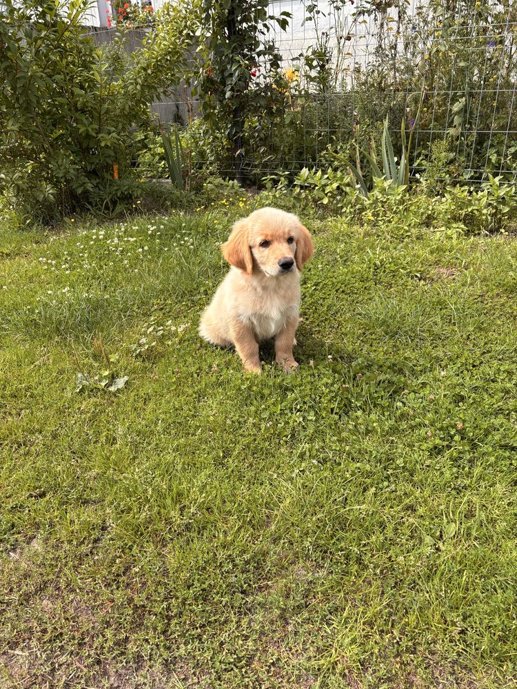 Golden Retriever Piesek