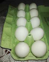 Jaja lęgowe kur Leghorn
