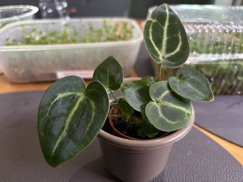 Zestaw sadzonek Anthurium Crystalinumx X MagnificumxBessea aff 2 szt.