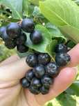 Aronia ekologiczna