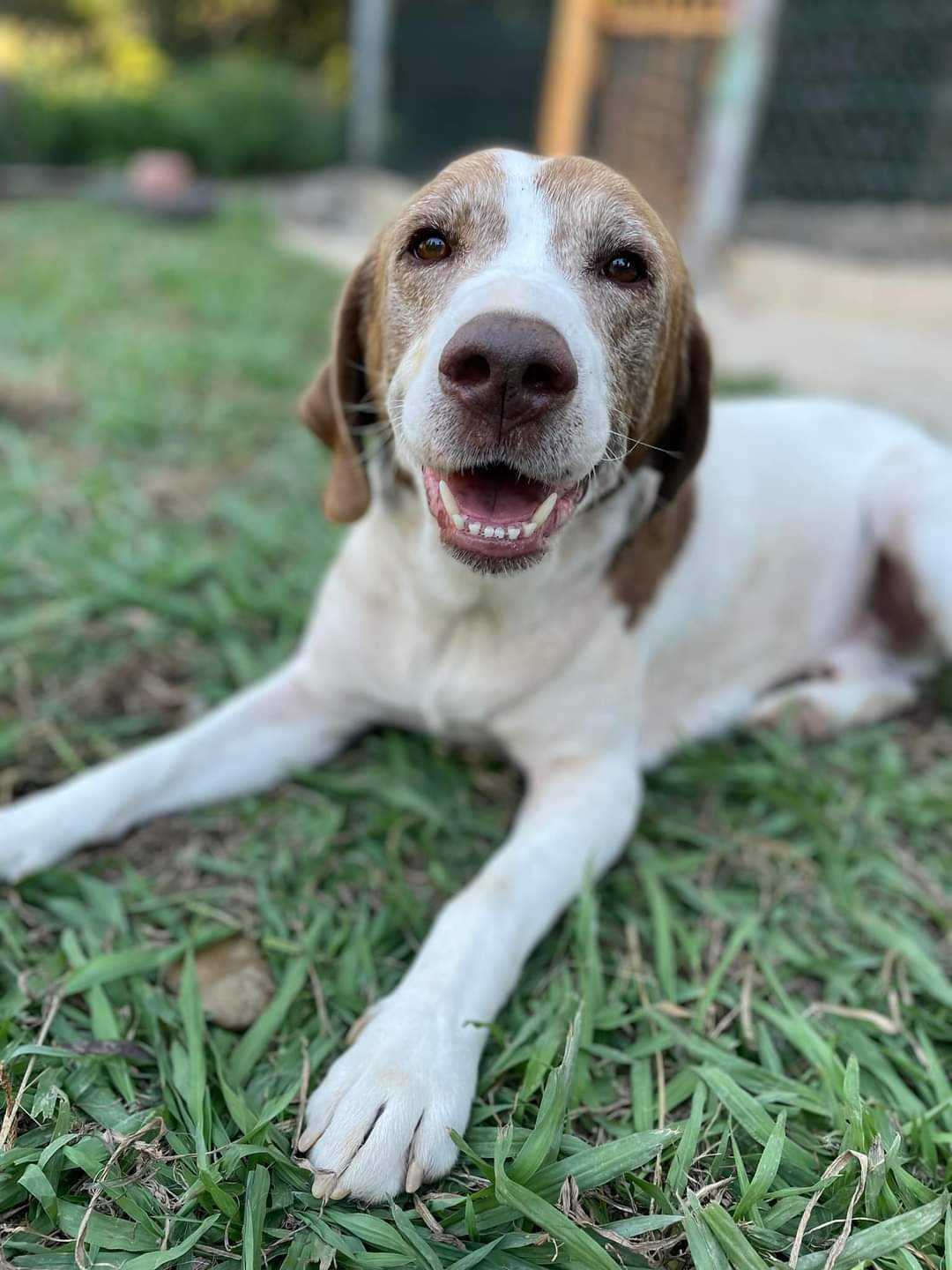 Cão para adoção- o melhor companheiro