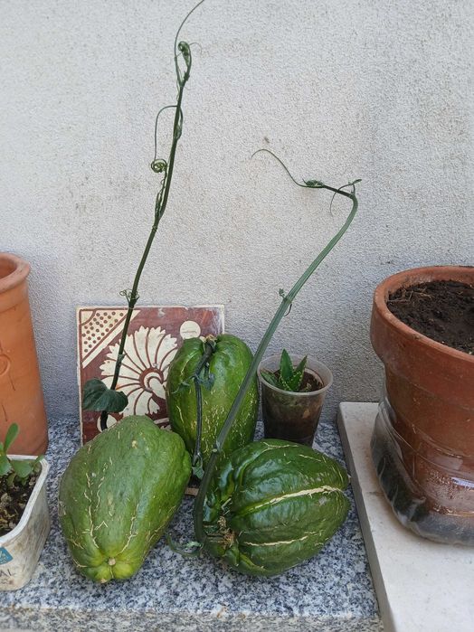 Yuca planta de interior ou exterior Gaia