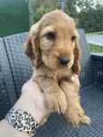 Zloty chlopczyk cocker spaniel angielski