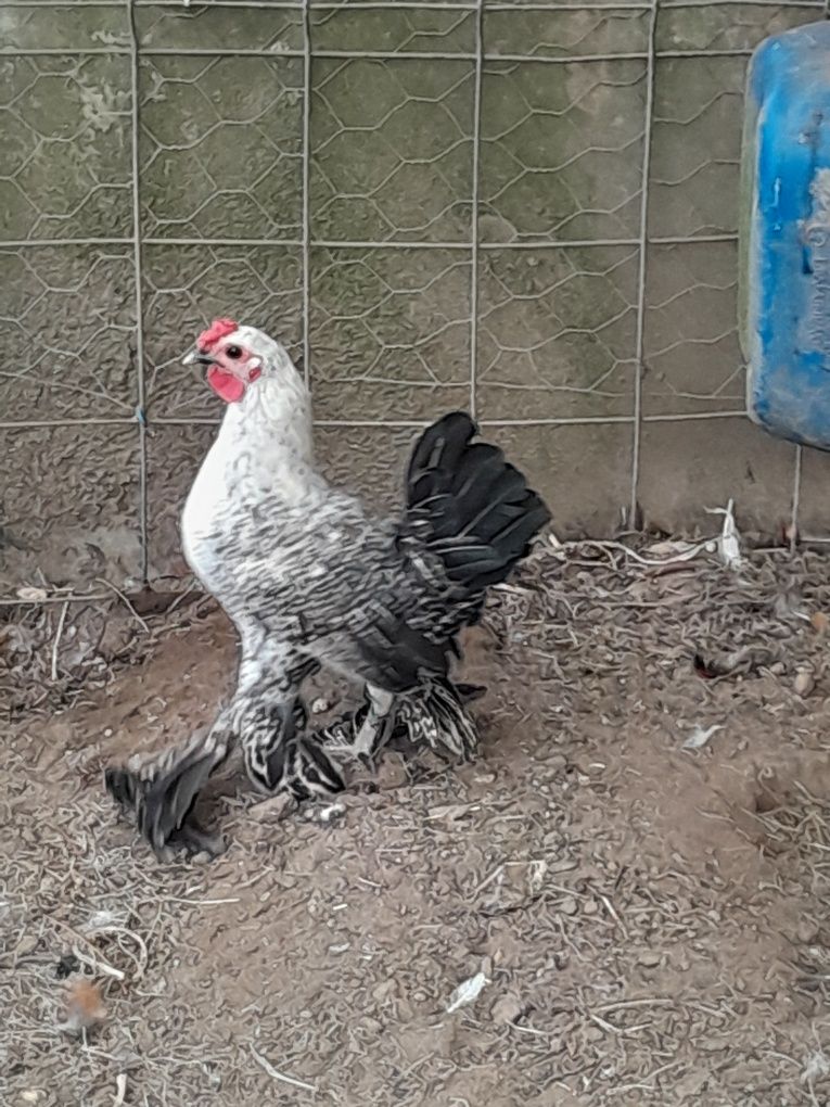 Garnizo muito bonito