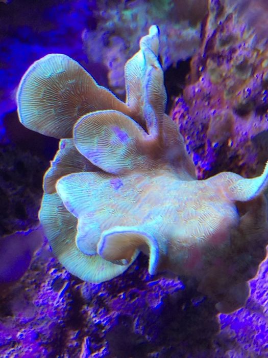 Koral koralowiec pavona cactus zielona morskie akwarium