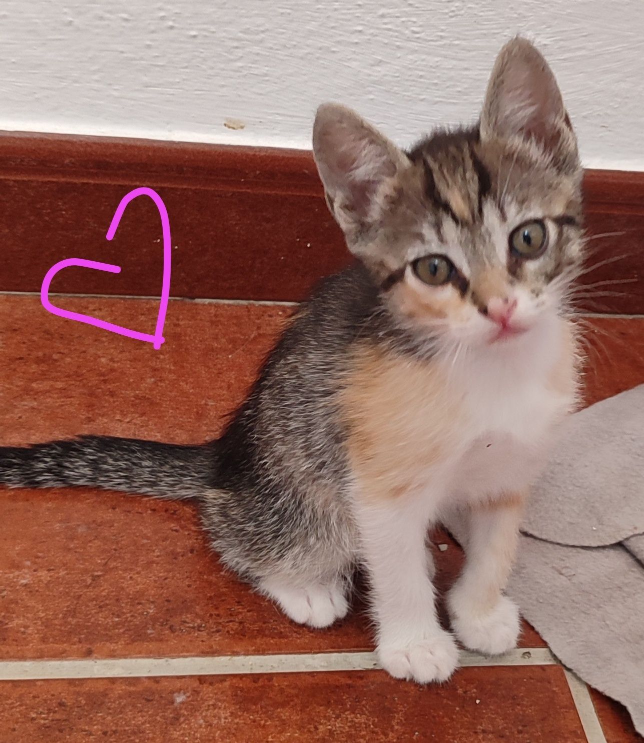 Gatinhos para adoção