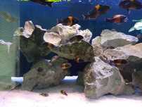 Tropheus bemba młode 3-4  cm