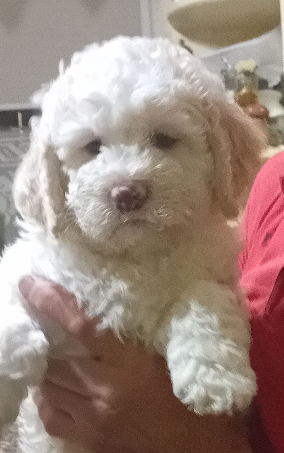 Lagotto Romagnolo szczenię