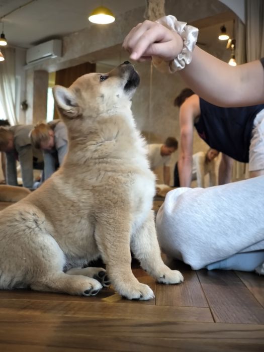 Shiba inu śliczne pieski i suczki ZKwP/FCI