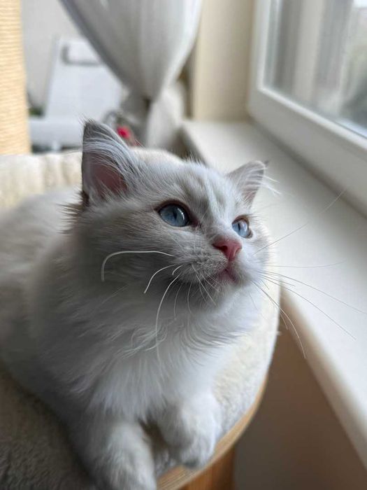 Ragdoll - Kotka z rodowodem Lazurowe Łapki*PL - Eowinka