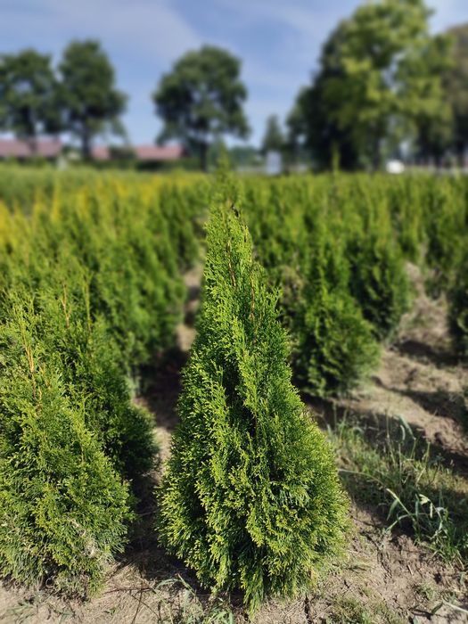 Tuja Thuja Szmaragd 160 cm