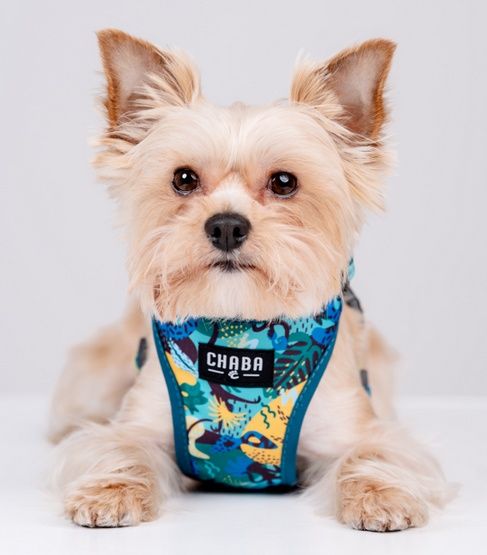 Hydrofobowe szelki bezuciskowe dla psa - Chaba Story S Carnival 16mm