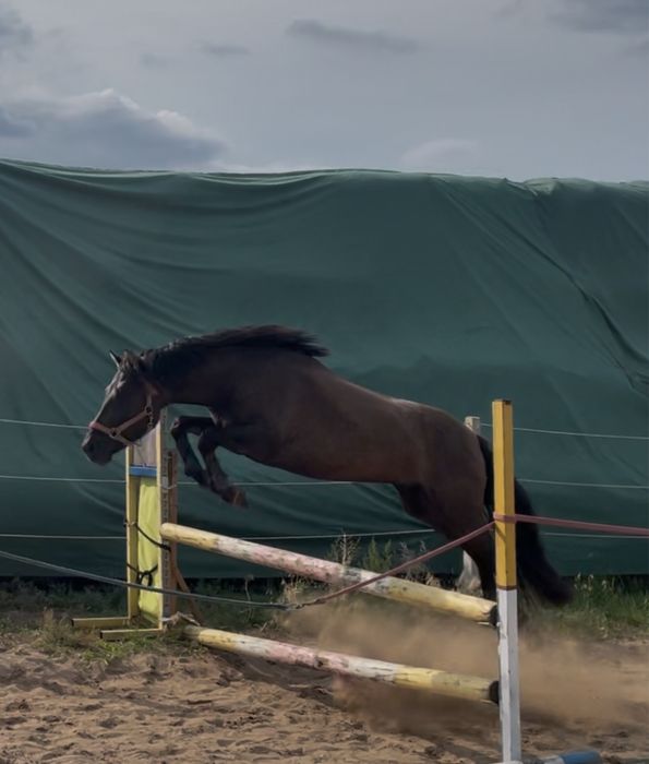 Dwa cudowne młode koniki!!!