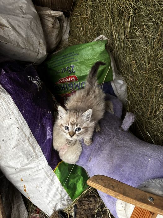 Віддам в гарні руки