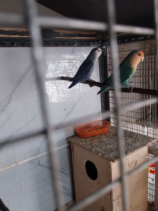 Agapornis  rosicollis