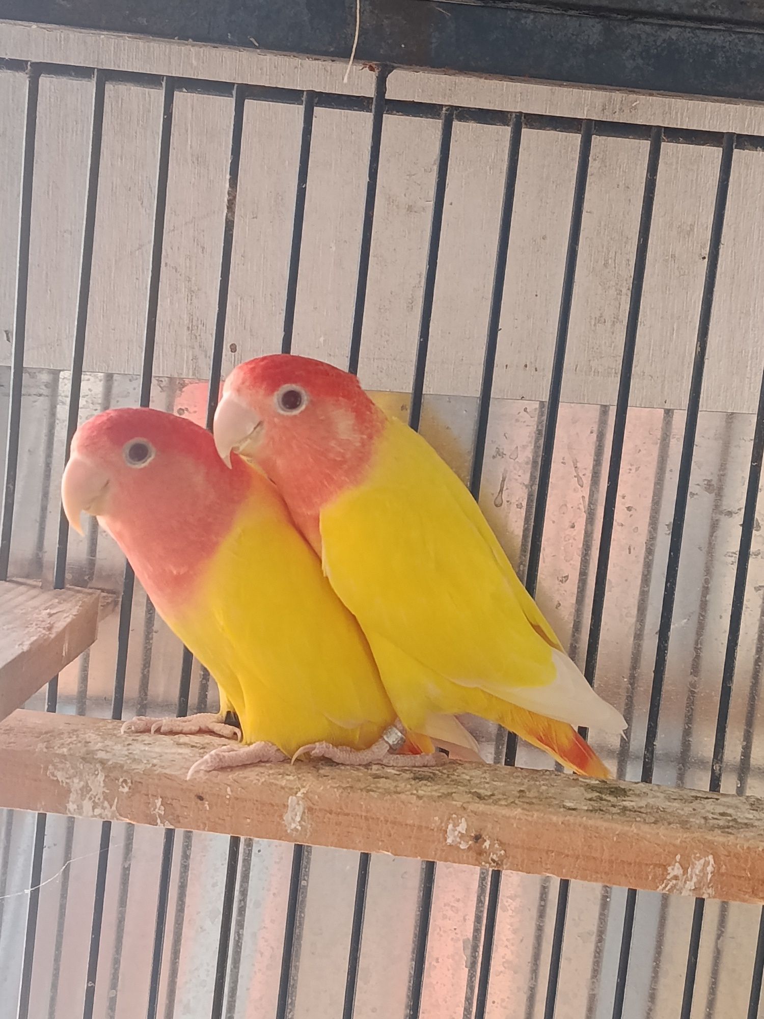 Agapornis Roseicoles