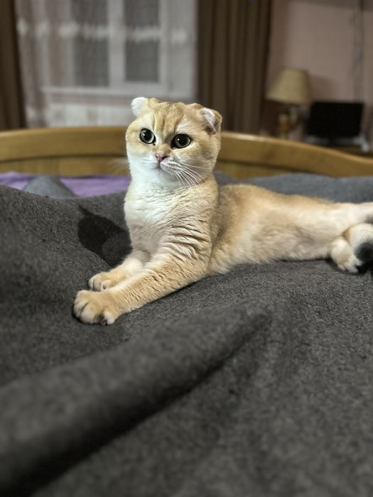 Продам кицю породи британська золота шиншила