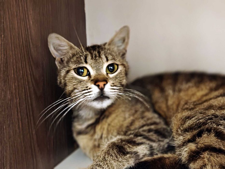 Ніжна і добра кото-дівчинка Квітя (10 міс) дуже сумує без людини!