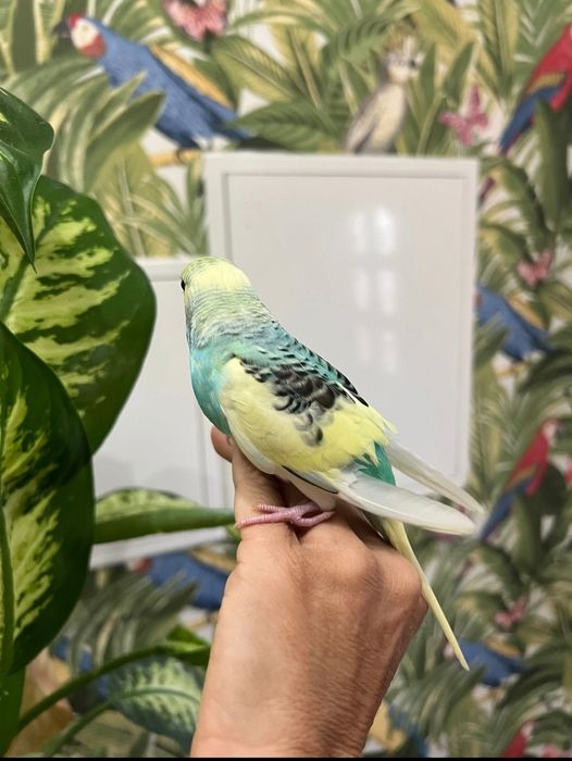 Piriquitos bebés criados à mão