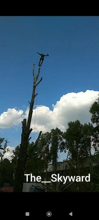 Спилить дерево без вышки. Арборист, г.Днепр.