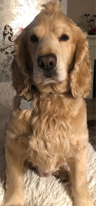 Англечан Боня кокер