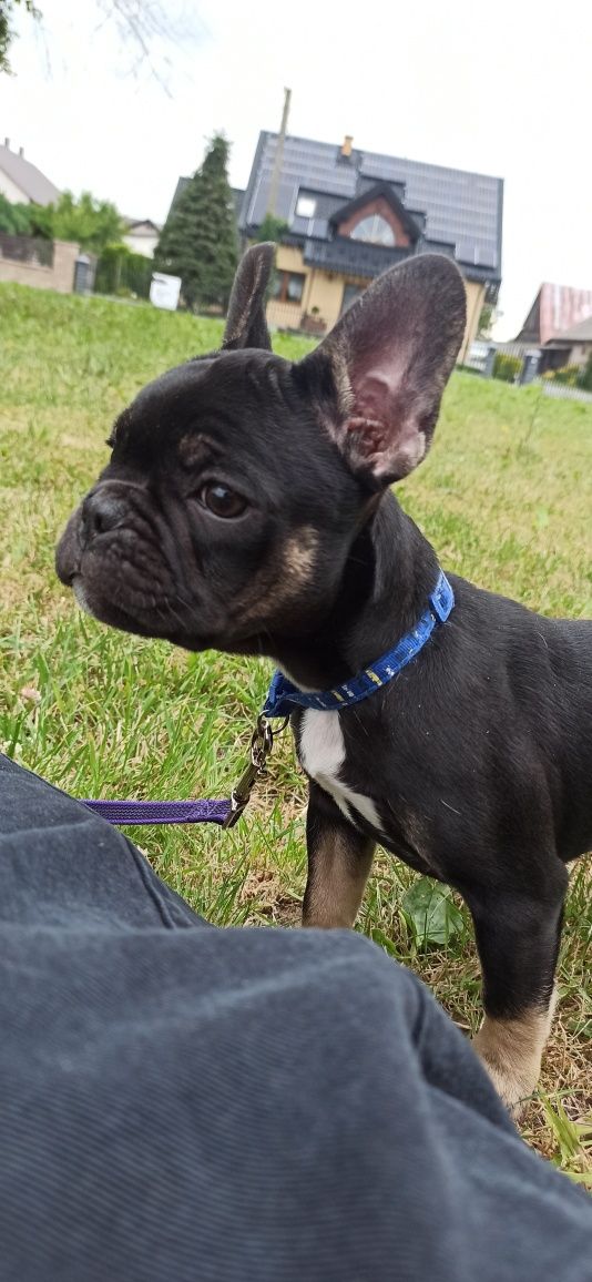Buldog francuski