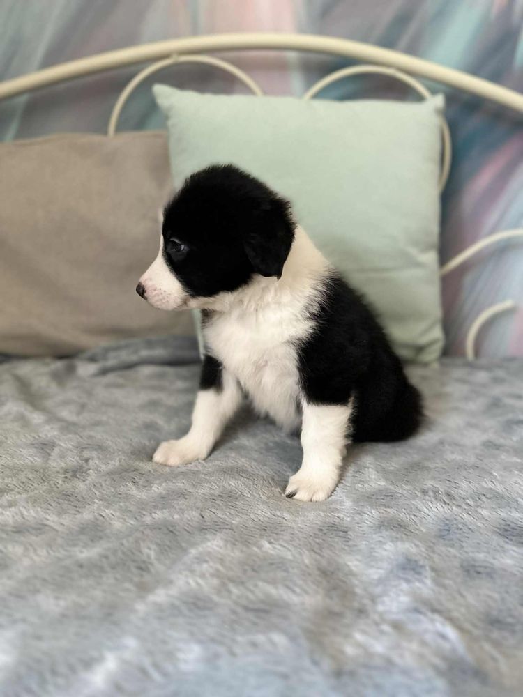 Pies rasy Border Collie
