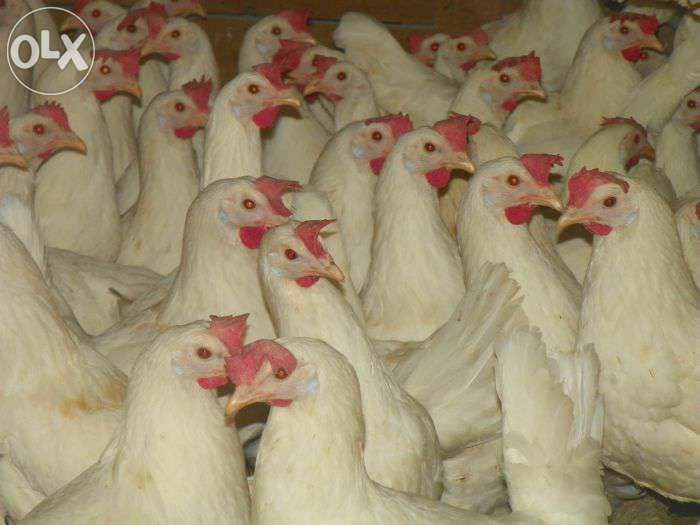 Kury Leghorn z jajkiem 24 tygodnie  WYSYŁKA