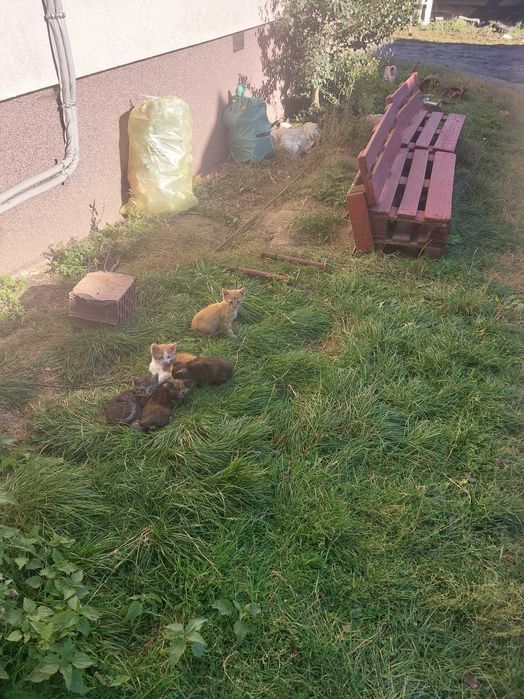 Oddam kotki w dobre ręce