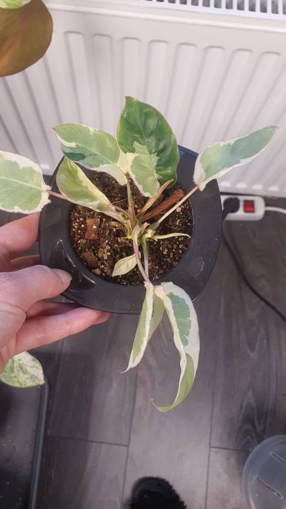 Philodendron burle marx lava variegata