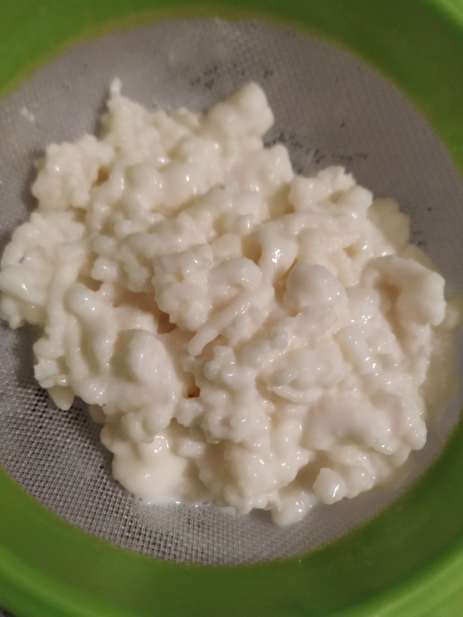 Grãos de Kefir de leite / Flor de iogurte