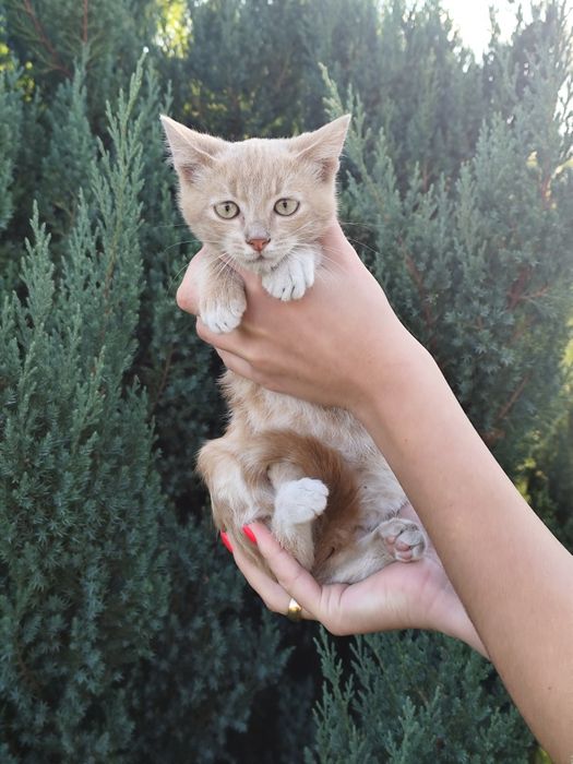 Мармуровий котик хлопчик