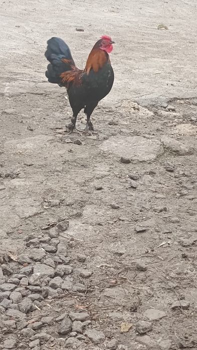 Продам три мініатюрних декоративних  півники