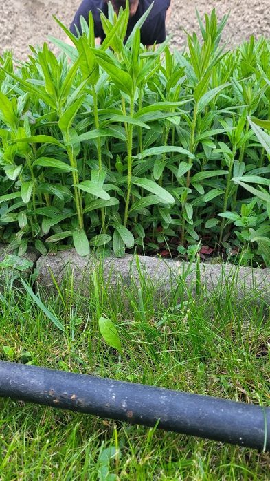 Wiesiołek czworokątny z mojego ogrodu. 35 cm sadzonka.