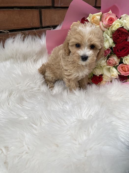 Найгарніші цуценятка мальтипу ф1