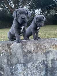 Cane Corso Italiano