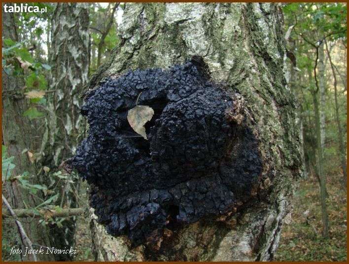 Okazja - 1,5 kg Chaga / Czaga / Inonotus obliquus / Czarna huba z brzo