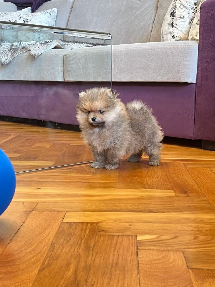 Szpic miniaturowy pomeranian