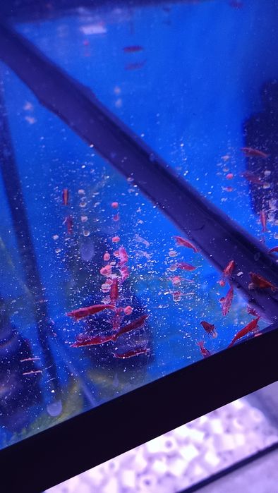 Camarões neocaridinas