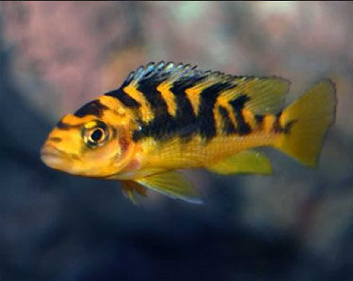 Pyszczak szerszeń - Pseudotropheus crabro - dowóz, wysyłka