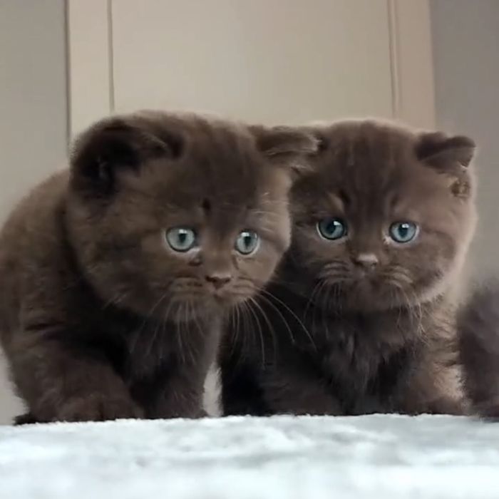 Шоколадні британці