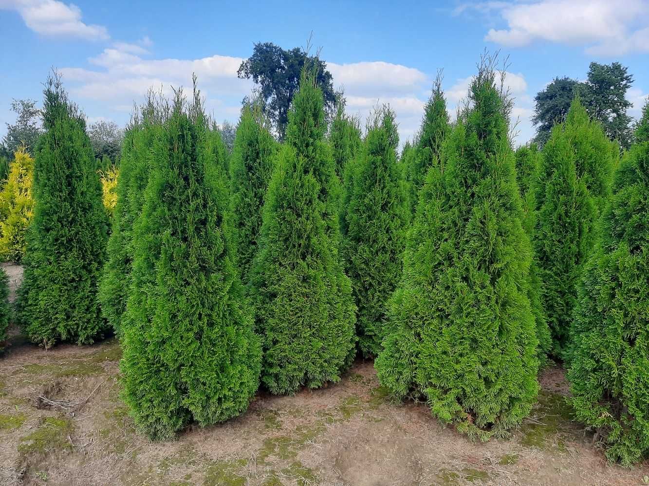 Thuja Smaragd 160,180,200,220 cm! Sadzenie! Tuja Szmaragd!Dowóz! Tuje!