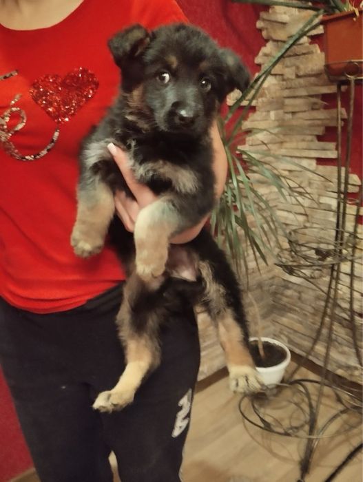 Продам цуценят Німецької вівчарки