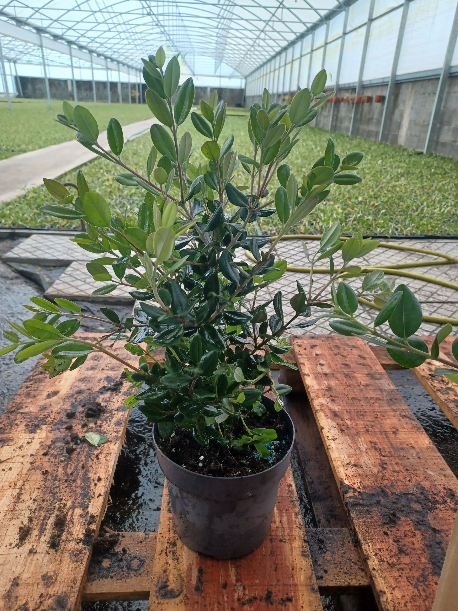 Metrosideros excelsa com 40/50cm