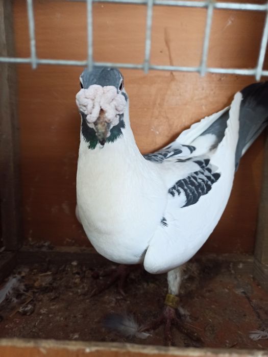 Gołębie staropolskie samiec