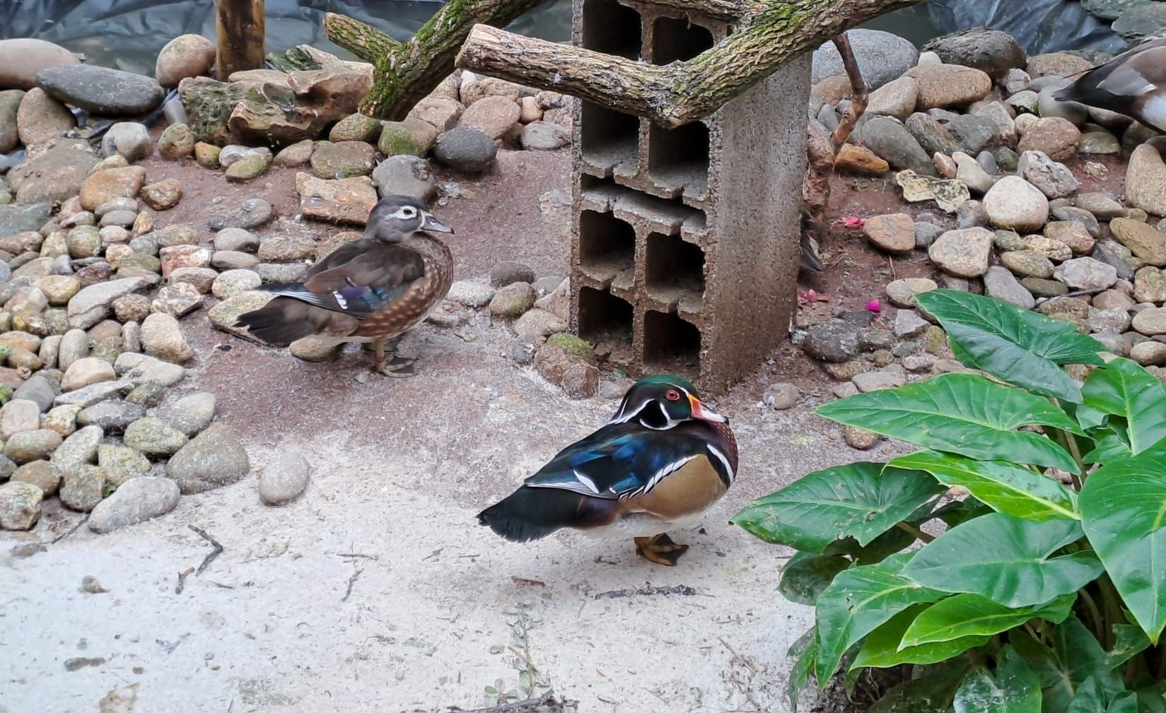 Vendo patos (Netta rufina, Piadeira do Chile, Carolino, Zarro negrinha