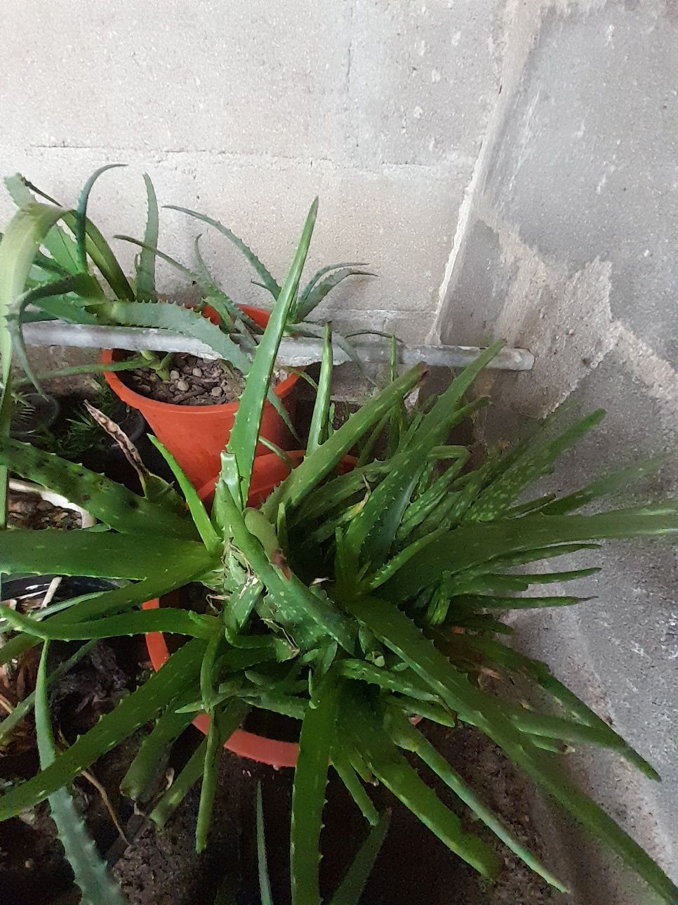 Varios Aloes Barbadensis