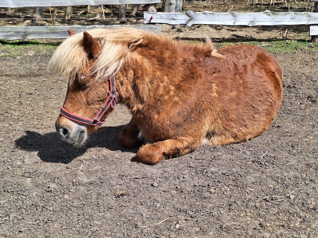 Kasztanka do adopcji